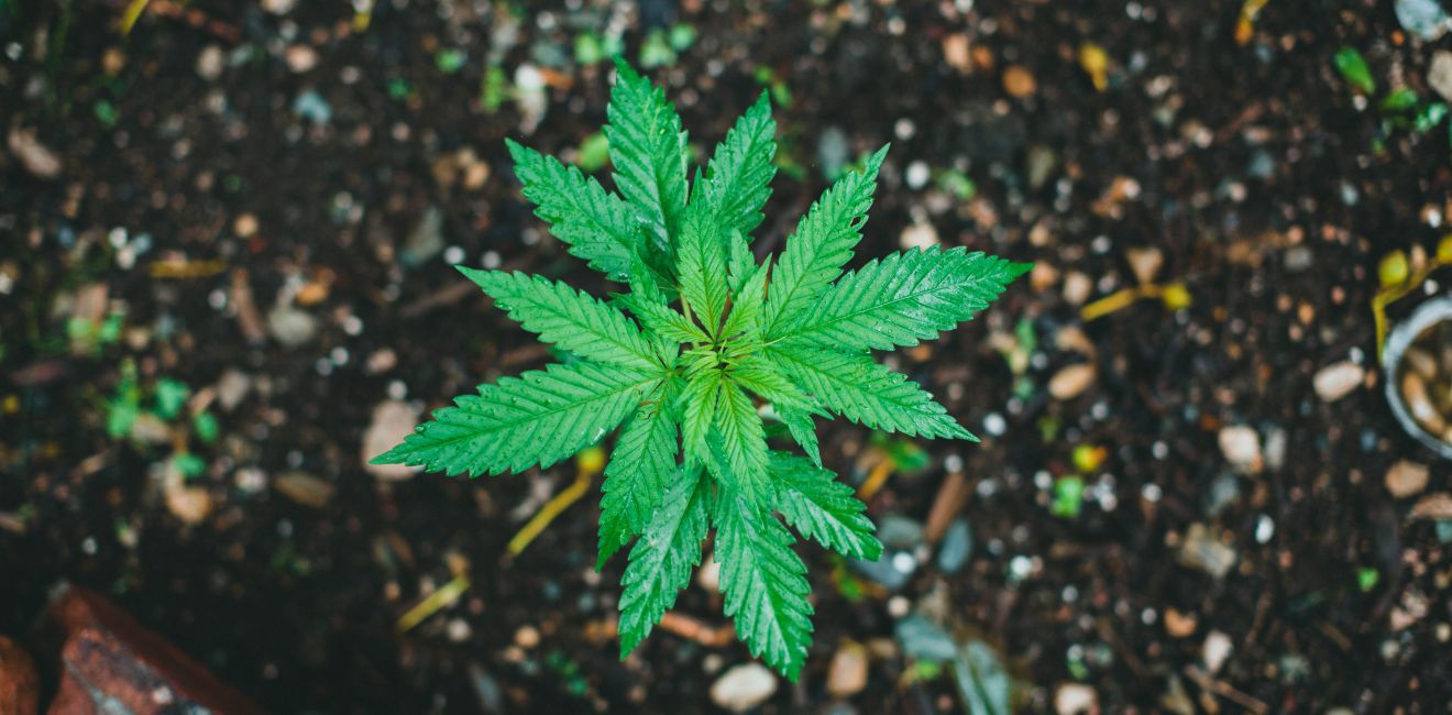 Maconha e esquizofrenia: Como a droga interfere no cérebro?